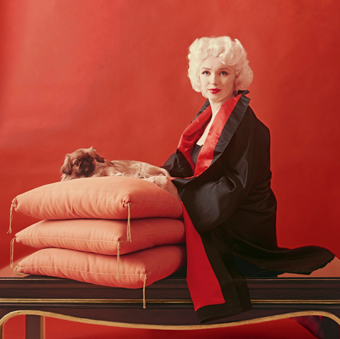 Milton Greene "04" from "Pekingese Dogs Sittings"